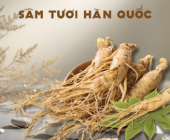 Cách chọn sâm tươi Hàn Quốc chất lượng