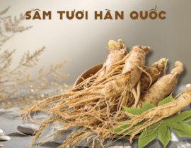 Cách chọn sâm tươi Hàn Quốc chất lượng