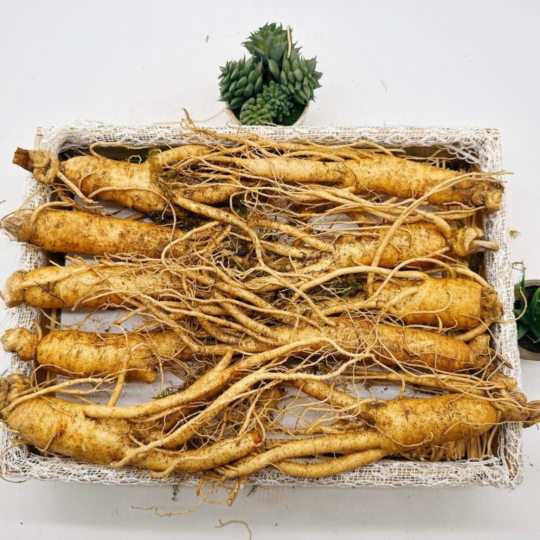 Sâm tươi Hàn Quốc  6 năm tuổi (10 củ/kg)