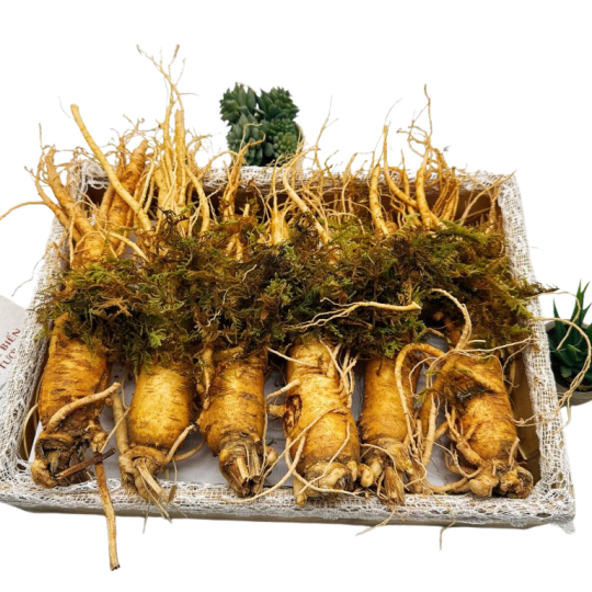 Sâm Tươi Hàn Quốc Ông Lee 6 Năm Tuổi Loại 2 (6 Củ/Kg) Chàm Vết Gãy Rễ
