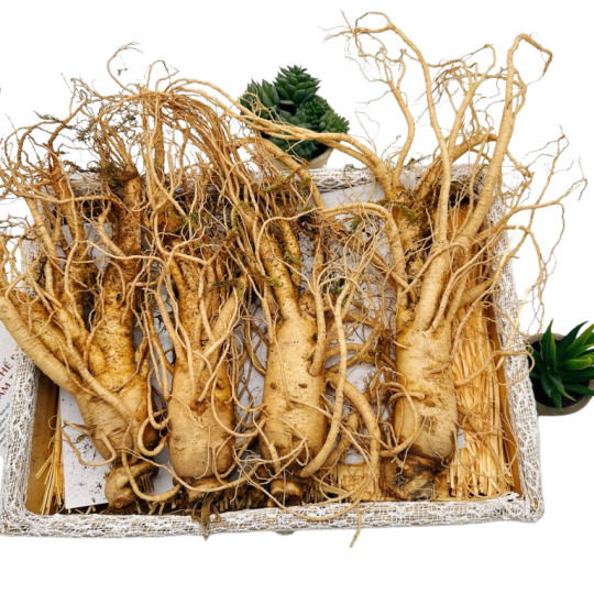 Sâm Tươi Hàn Quốc Ông Lee 6 Năm Tuổi Loại 1 (4 Củ/Kg)