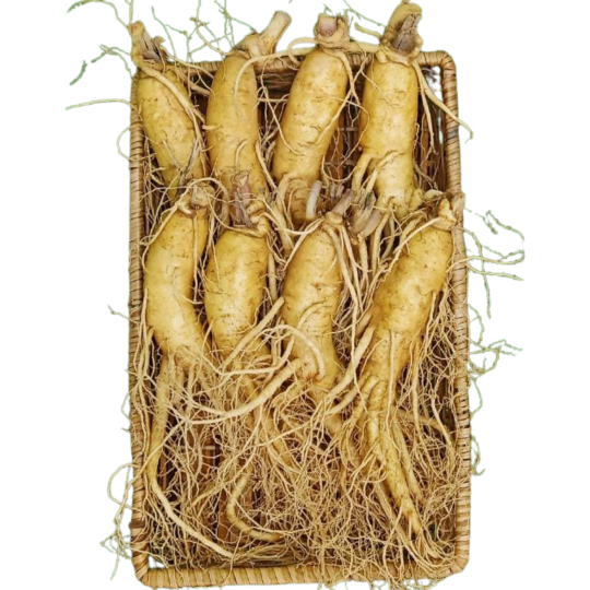 Sâm tươi Hàn Quốc  6 năm tuổi (8 củ/kg)