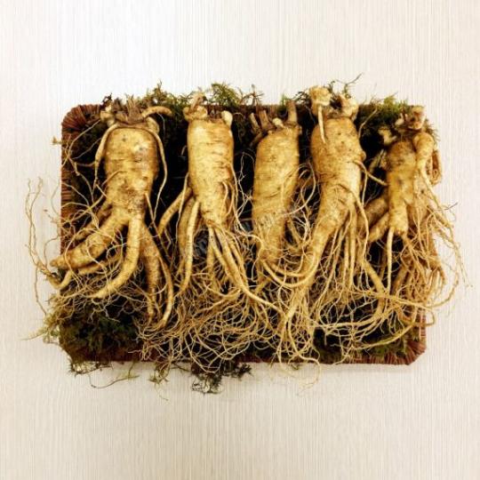 sâm tươi Hàn Quốc 6 năm tuổi (5 củ/kg)