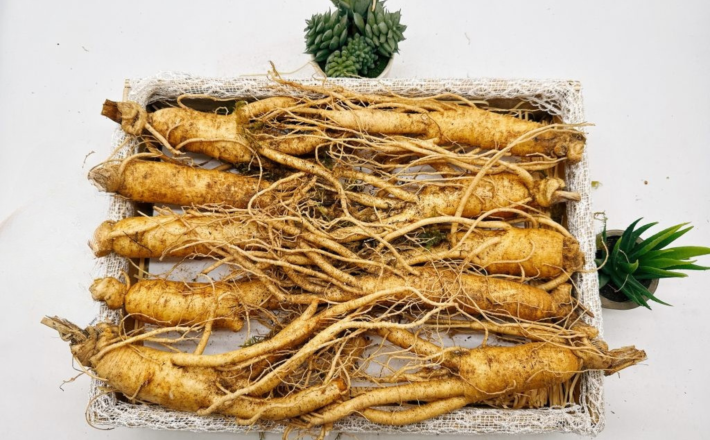 Sâm tươi Hàn Quốc  6 năm tuổi (10 củ/kg)