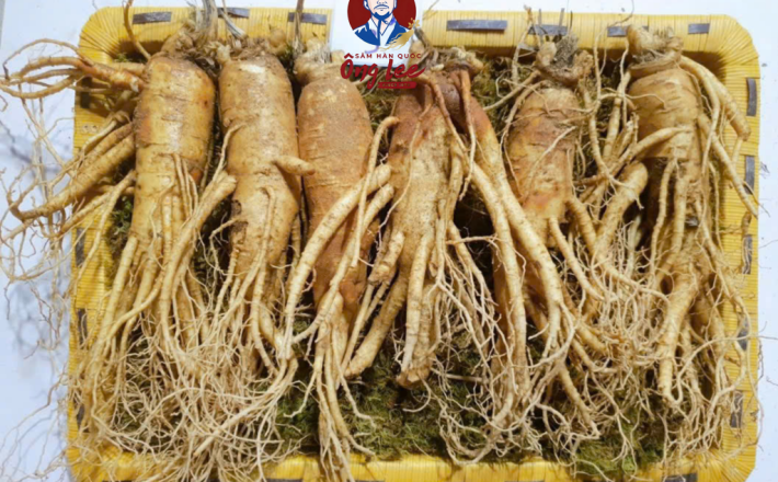 Sâm Tươi Hàn Quốc Ông Lee 6 Năm Tuổi Loại 2 (6 Củ/Kg) Chàm Vết Gãy Rễ