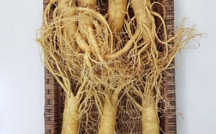 Sâm tươi Hàn Quốc  6 năm tuổi (7 củ/kg)