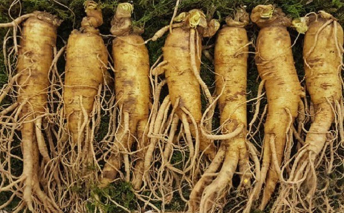 Sâm tươi Hàn Quốc  6 năm tuổi (7 củ/kg)