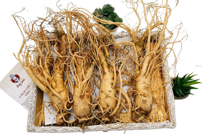 Sâm Tươi Hàn Quốc Ông Lee 6 Năm Tuổi Loại 1 (4 Củ/Kg)