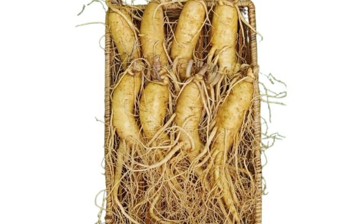 Sâm tươi Hàn Quốc  6 năm tuổi (8 củ/kg)