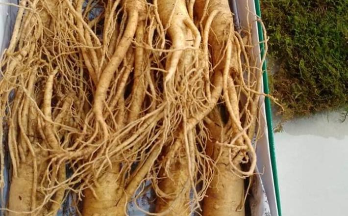 Sâm tươi Hàn Quốc  6 năm tuổi (8 củ/kg)