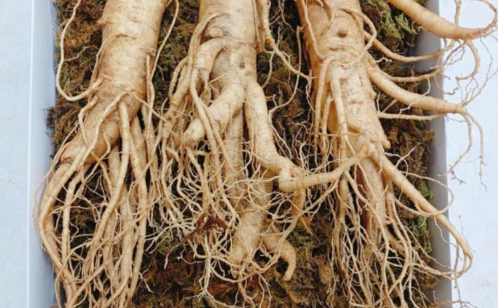 Củ sâm tươi Hàn Quốc 6 năm tuổi _500g ( 6 củ/kg)