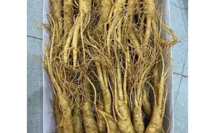 Củ sâm tươi Hàn Quốc 6 năm 1kg_(loại nhỏ 23 đến 25 củ/kg)