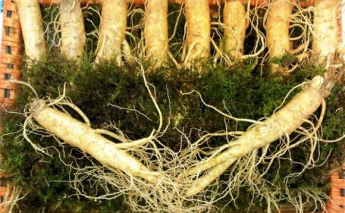 Sâm tươi Hàn Quốc  6 năm tuổi (10 củ/kg)