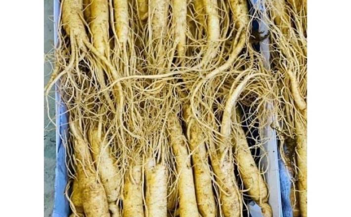 Củ sâm tươi Hàn Quốc 6 năm 1kg_(loại nhỏ 23 đến 25 củ/kg)