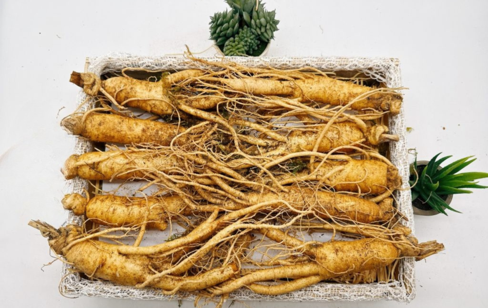 Sâm tươi Hàn Quốc  6 năm tuổi (10 củ/kg)