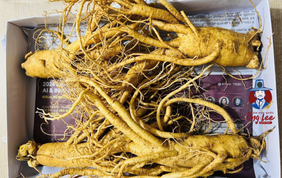 Sâm Tươi Hàn Quốc Ông Lee 6 Năm Tuổi Loại 1 (4 Củ/Kg)