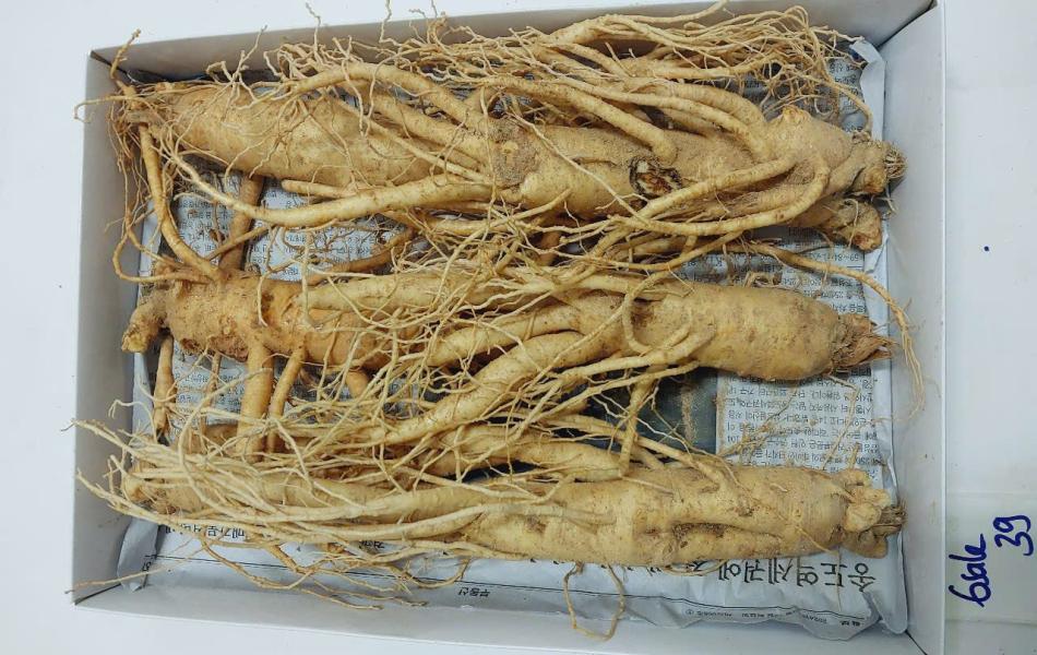 Sâm Tươi Hàn Quốc Ông Lee 6 Năm Tuổi Loại 2 (6 Củ/Kg) Chàm Vết Gãy Rễ