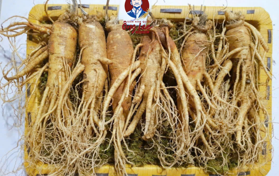 Sâm Tươi Hàn Quốc Ông Lee 6 Năm Tuổi Loại 2 (6 Củ/Kg) Chàm Vết Gãy Rễ