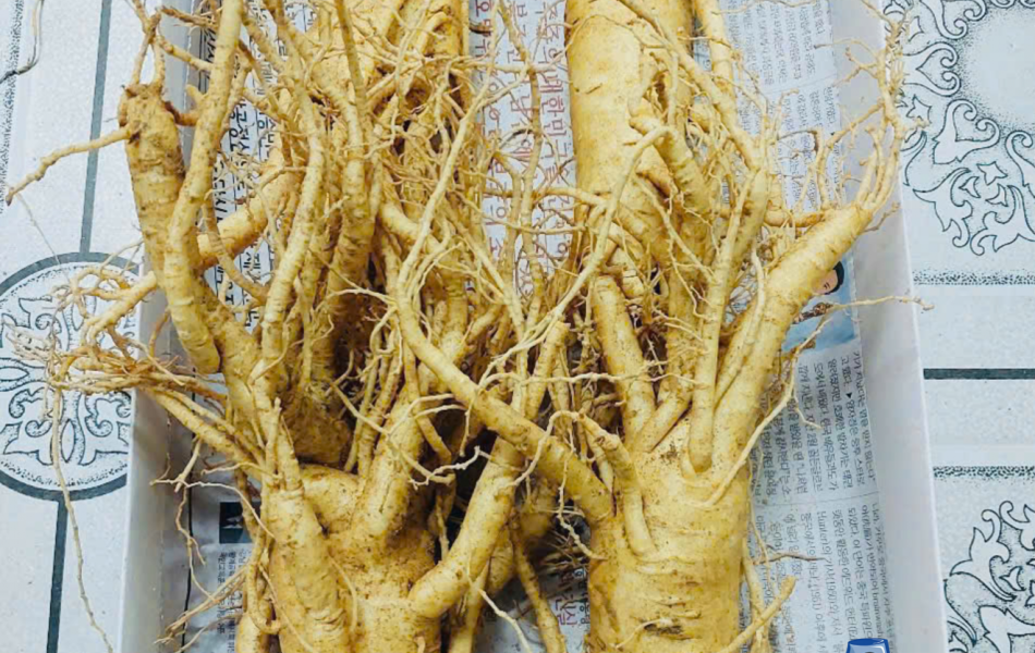 Sâm Tươi Hàn Quốc Ông Lee 6 Năm Tuổi Loại 1 (4 Củ/Kg)