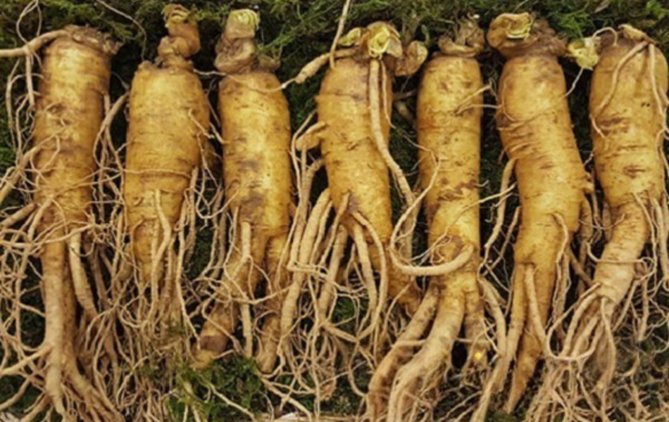 Sâm tươi Hàn Quốc  6 năm tuổi (7 củ/kg)