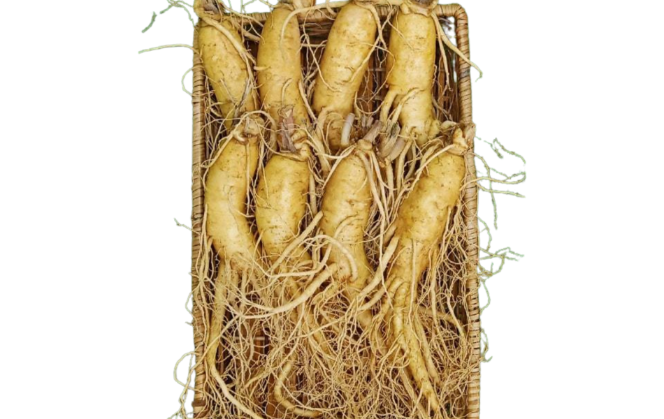 Sâm tươi Hàn Quốc  6 năm tuổi (8 củ/kg)