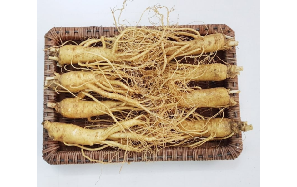 Sâm tươi Hàn Quốc  6 năm tuổi (8 củ/kg)