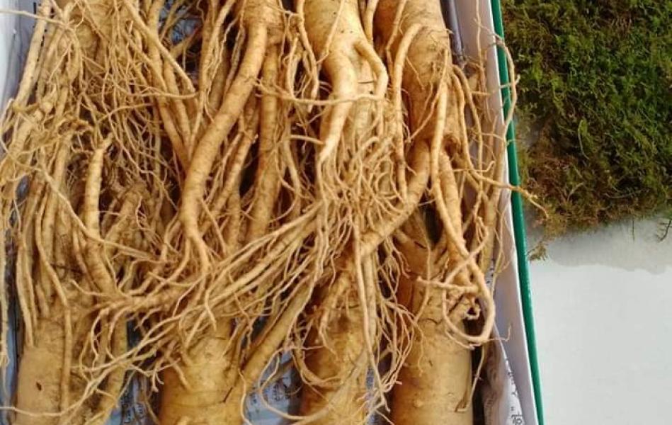 Sâm tươi Hàn Quốc  6 năm tuổi (8 củ/kg)