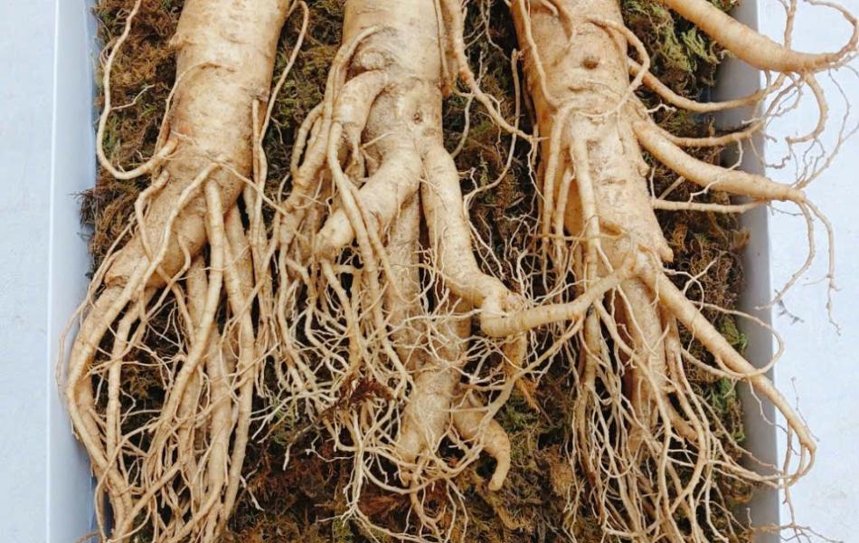 Củ sâm tươi Hàn Quốc 6 năm tuổi _500g ( 6 củ/kg)