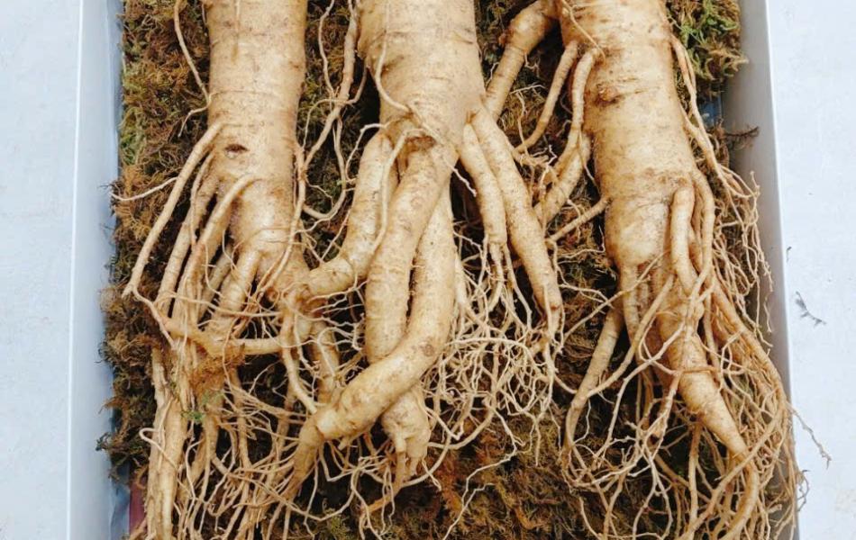Củ sâm tươi Hàn Quốc 6 năm tuổi _500g ( 6 củ/kg)