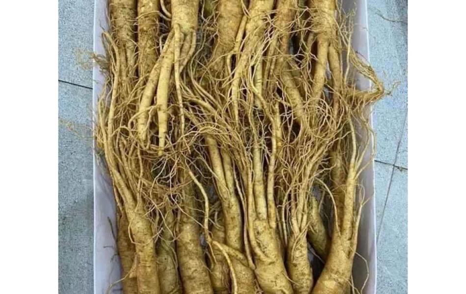 Củ sâm tươi Hàn Quốc 6 năm 1kg_(loại nhỏ 23 đến 25 củ/kg)