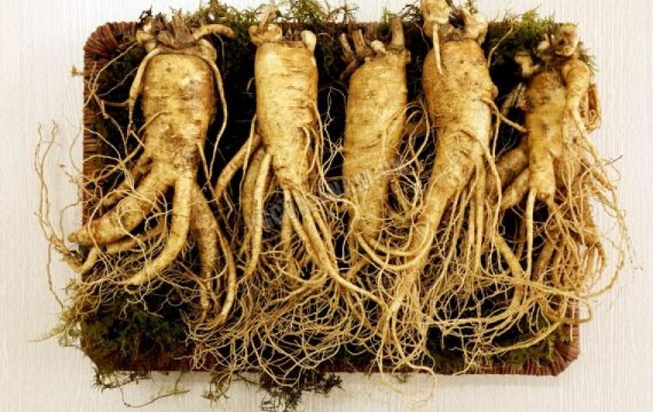 sâm tươi Hàn Quốc 6 năm tuổi (5 củ/kg)