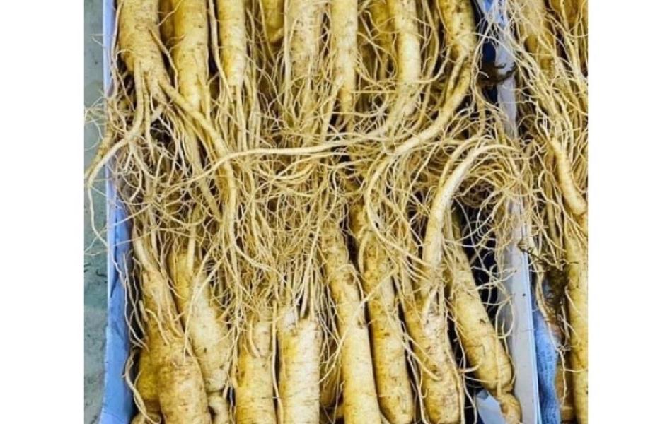 Củ sâm tươi Hàn Quốc 6 năm 1kg_(loại nhỏ 23 đến 25 củ/kg)